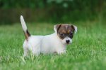 jack-russell-terrier-13