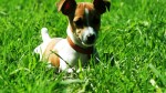 Jack-Russell-Terrier-Puppy-966-768×1366