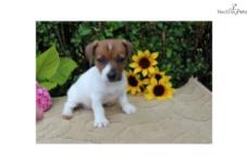 jack-russell-terrier-puppy-picture-96a4a403-c1f1-41c1-a234-9b361bcc2c80