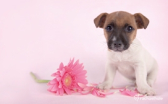 jack_russell_pink_flower_2608